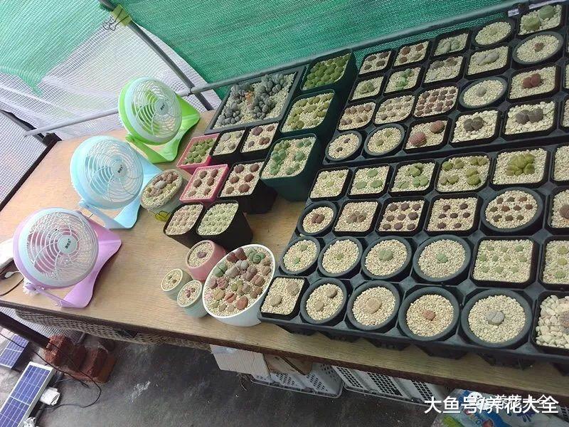 多肉黑腐掉叶子? 给它加个小风扇, 虫子都不招了!