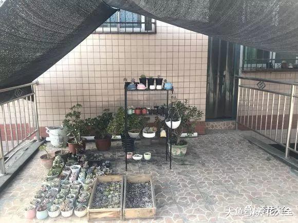 不想你的多肉挂掉, 那就避开这几点, 让它安全度夏!