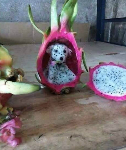 这火龙狗什么水平？ 