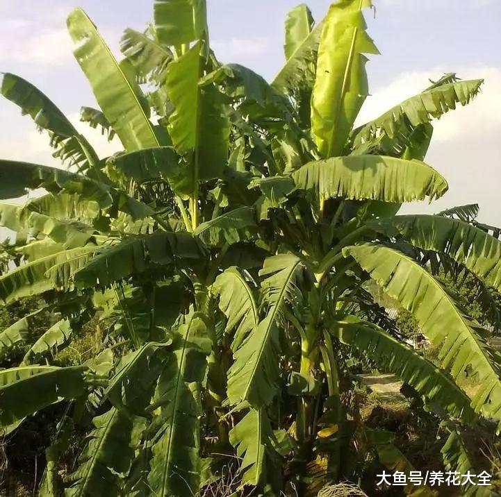 香蕉菠萝火龙果竟然是这么长出来的, 第一次见!