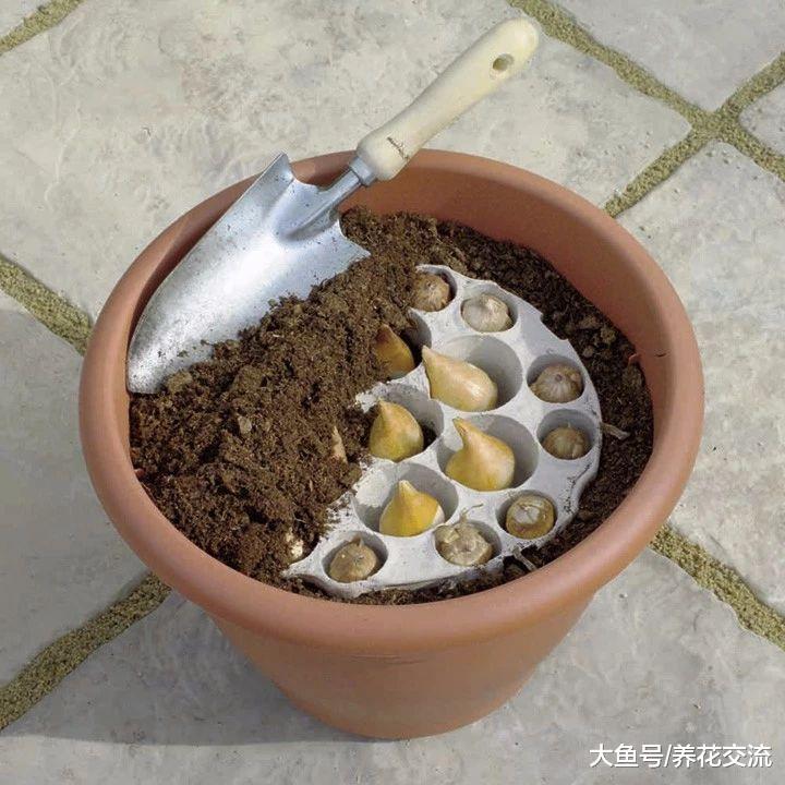 秋天在花盆里种郁金香种球, 轻松养开花