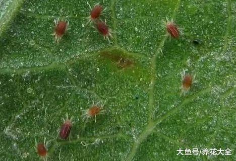 家里的花又招虫了? 学会这一招, 杀虫药不用买!