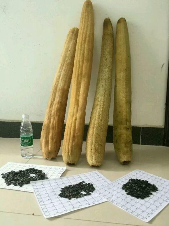 老丝瓜千万别丢, 垫在盆底, 养花10年不烂根!