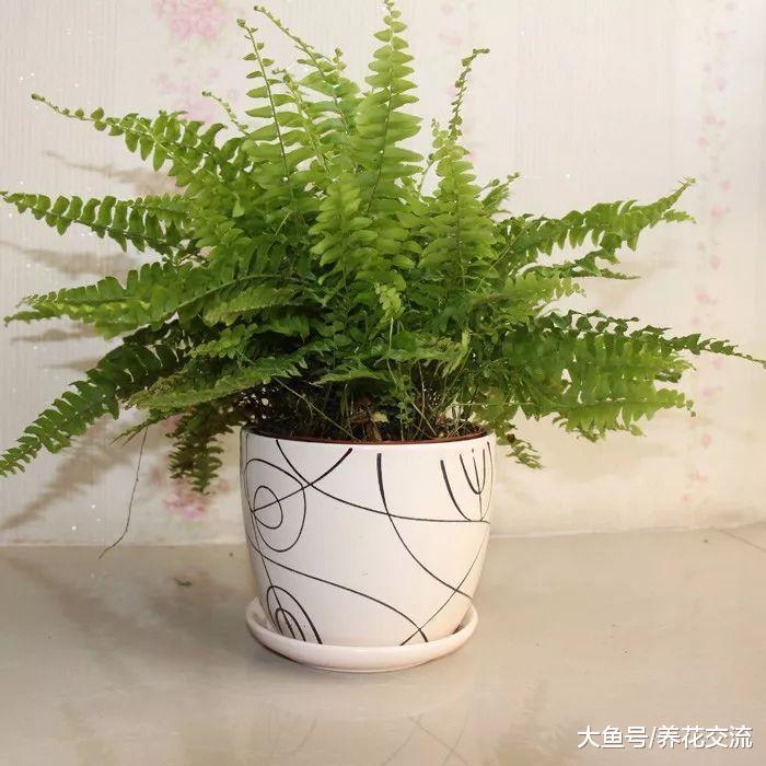 新手很适合养着几种特别难养死的室内植物, 养成靓丽的盆栽绿植