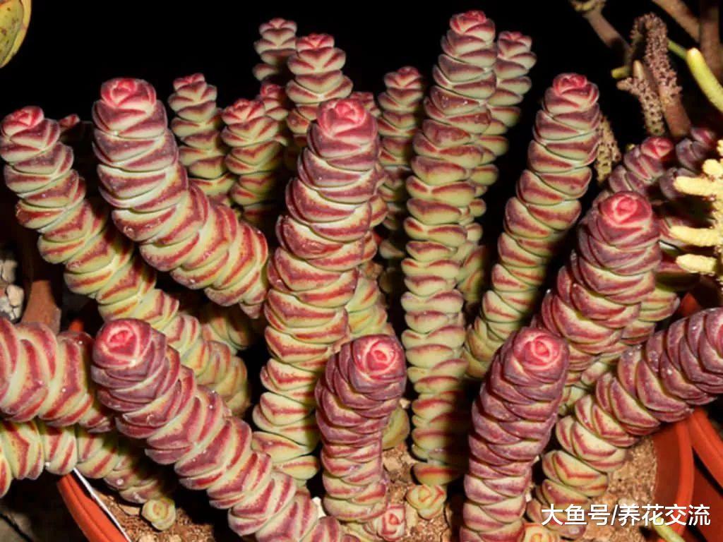 颜色特别艳丽的9种多肉植物, 便宜好养的肉型盆栽