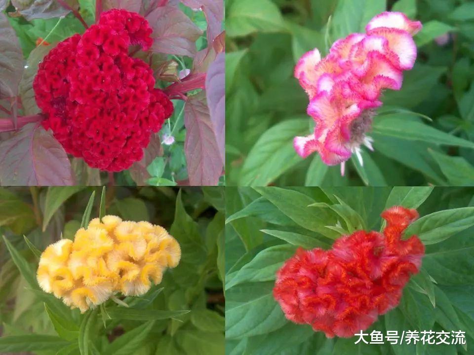 在花盆里养出不断开花的鸡冠花, 花朵长得像五颜六色的鸡冠一般