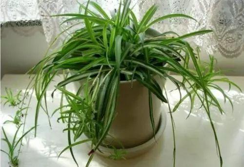 将这两种植物放在一起养护, 居然能碰撞出这么多不一样的火花!