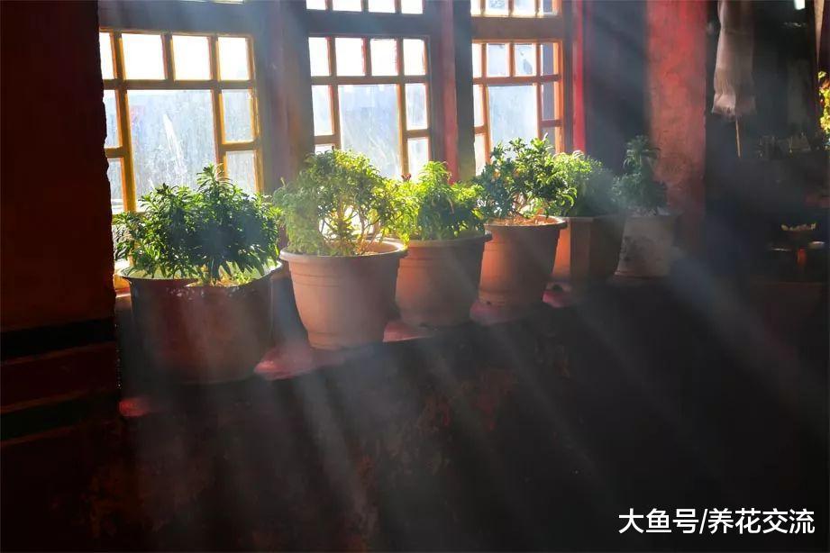 在窗台上种植香草盆栽也能不断采摘, 吃完还能继续长