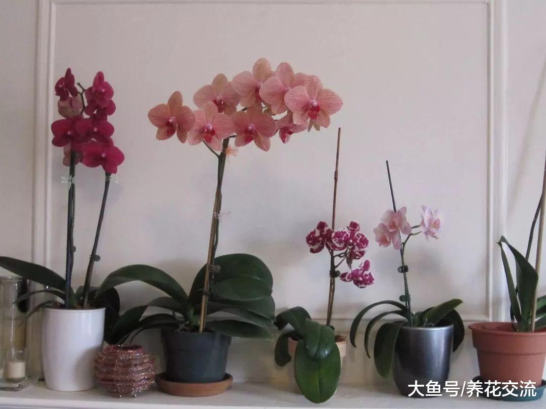 蝴蝶兰的花朵开败之后, 如何在一两个月后再次开花呢?