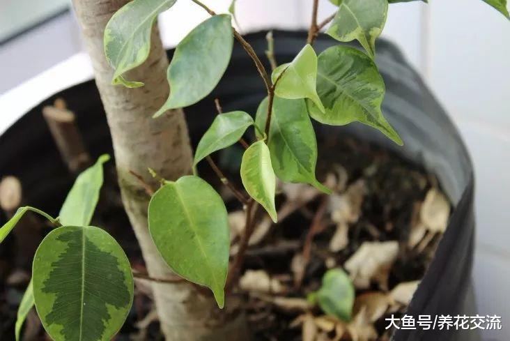 家里养护的盆栽垂叶榕这样养才能发挥最好的净化效果