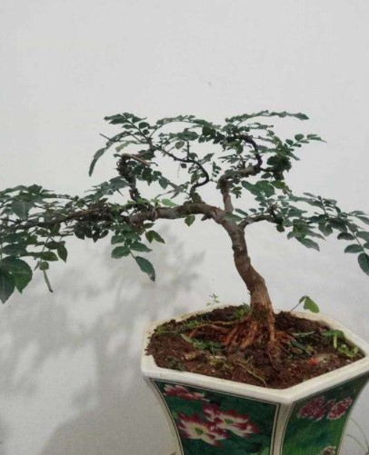 厨房抓把“花椒”撒土里, 60天长成绿盆栽, 香味浓还杀菌!