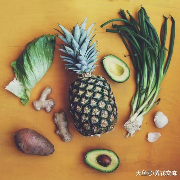 鳄梨果核、菠萝叶子养成水培盆栽, 准备一点清水和牙签就行了
