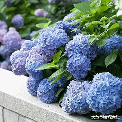 这6种花随便扔土里就能活, 365天开花不断, 3岁小孩都能养!