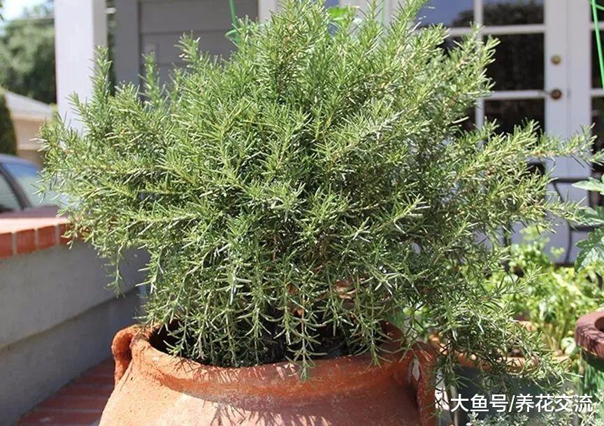 5种观赏性特别好的蔬菜, 在阳台上用花盆就能养, 还有清香的气味