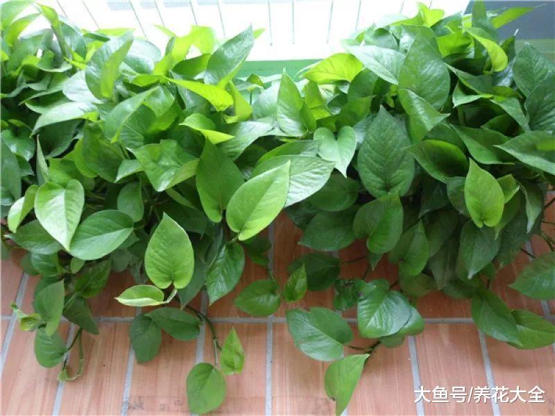 想要绿萝养的好, 学会浇水, 叶子变得绿油油!