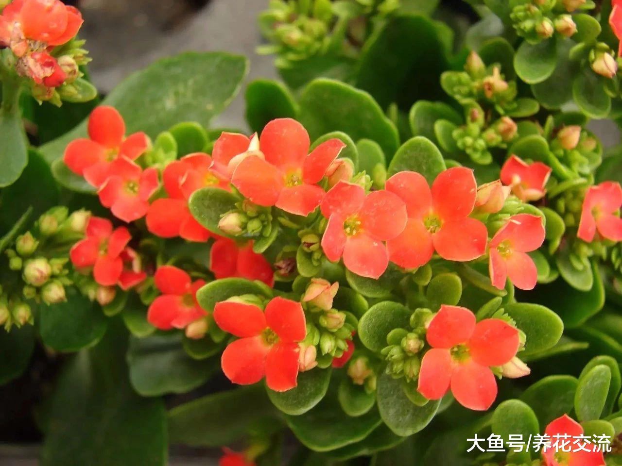 学会照顾特别难养死的多肉植物盆栽, 你会选择哪个品种呢?