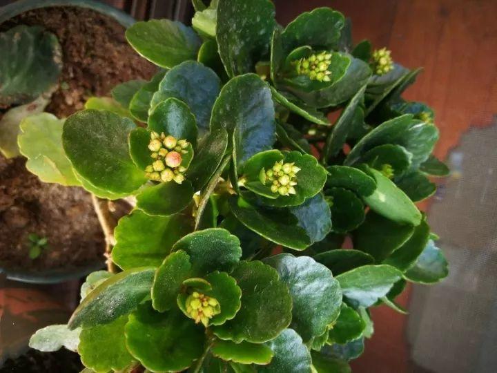 28种常见花, 冬天这样浇水, 叶子油绿长满花苞!