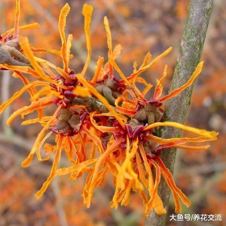 冬季养在院子里也能保持翠绿的耐寒植物, 零下十多度都能存活