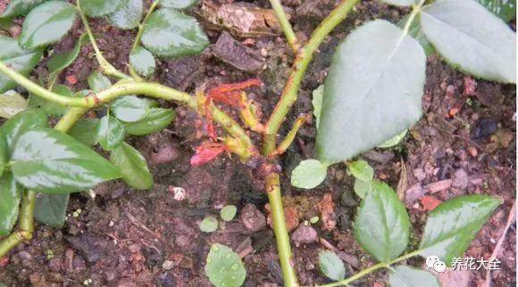 雨后花盆这样放, 月季蹭蹭冒新芽, 不到1月又爆盆!