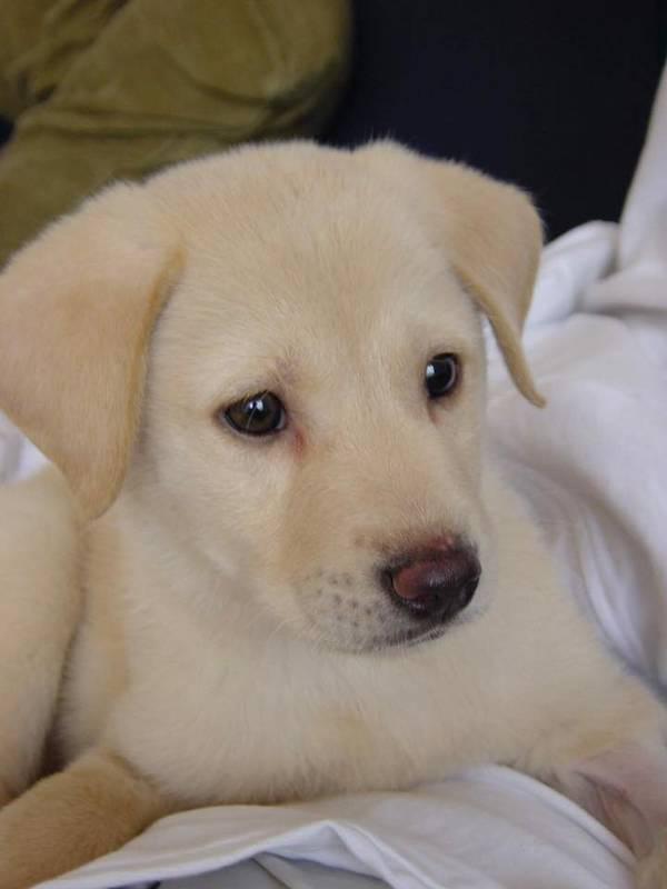 光良发文怀念爱犬 温情陪伴鼓励高考考生