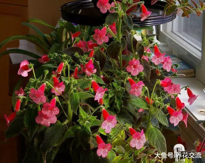 名字叫花猫的室内开花植物, 养在办公室的桌面上也能开花