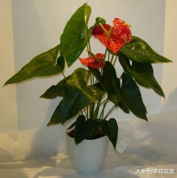 没想到红掌也有不同的颜色, 有着像火烈鸟一般的花朵