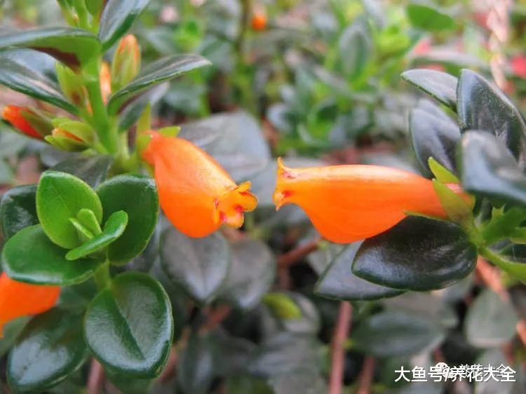 吊兰上长金鱼! 这花太好养活, 2个月长满阳台, 拦都拦不住!