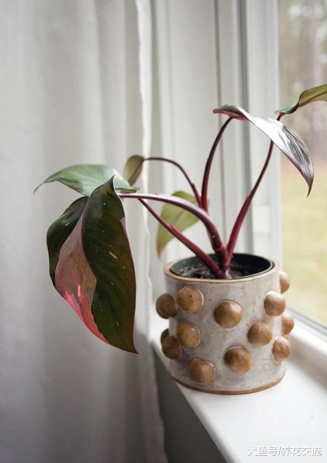 这7种观叶植物的叶片都是粉色的, 总有你喜欢的品种
