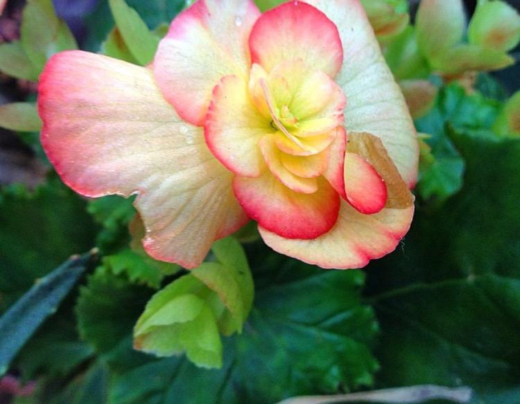 丽格海棠这样养, 复花一次接着一次开, 叶插繁殖成活率太高了