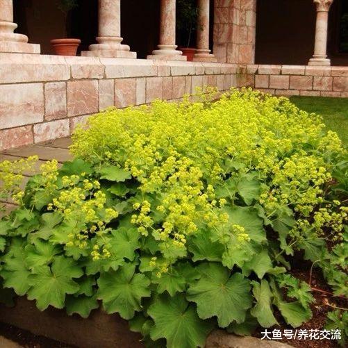 非常容易生长的斗篷草, 没想到在花店这么受欢迎