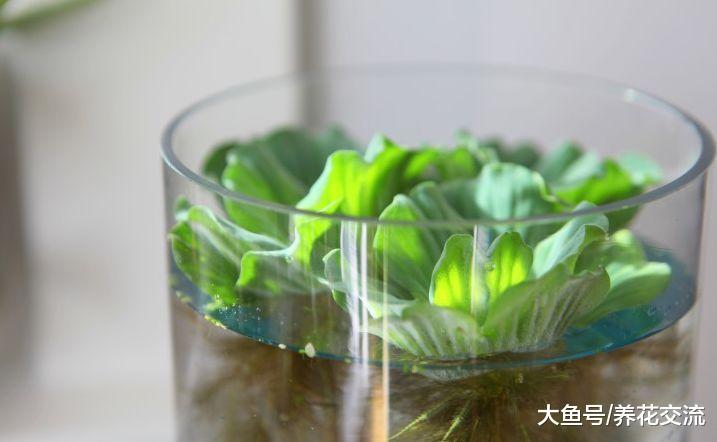 这10种盆栽植物特别适合种在家里, 能够舒缓压力、净化空气
