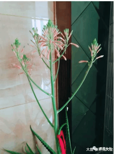 你家的芦荟发财树不开花? 只学1招, 连开5年不是事