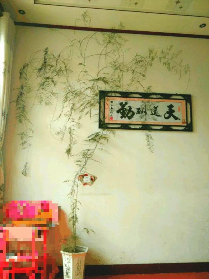 这9种瀑布花, 没光也能挂满墙, 连窗帘都省了!