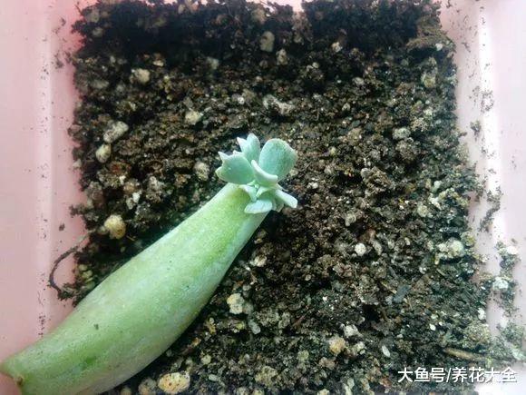 这6种多肉, 傻子也能养爆盆, 叶子肥成大球!