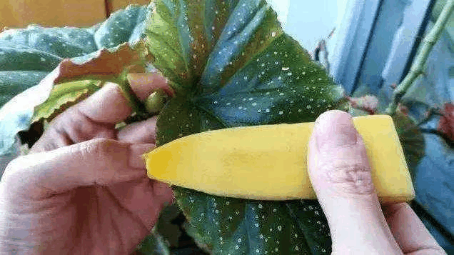 香蕉皮别扔, 切碎给“蟹爪兰”吃, 根壮开花多!