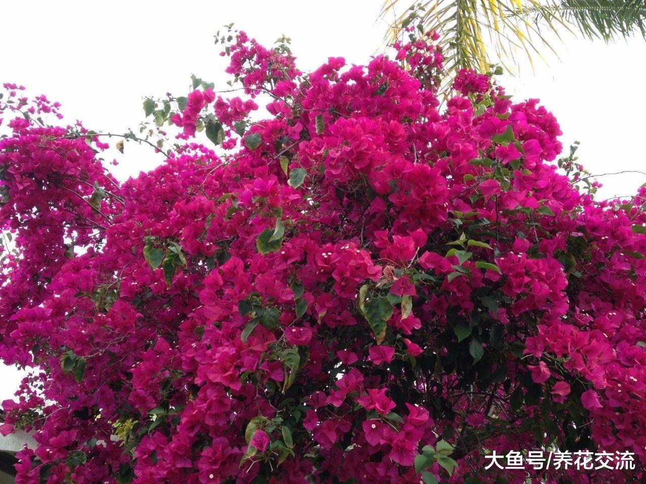 三角梅注意这几个养护技巧, 在室内和室外都能不断开花