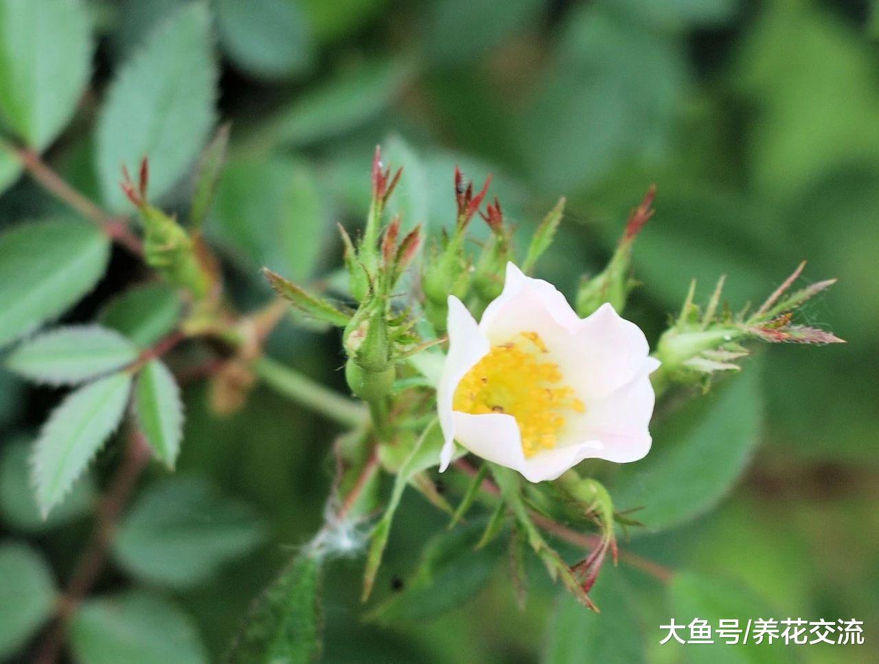 用芽接法轻松嫁接在另外一棵树上, 你要掌握这几点技巧