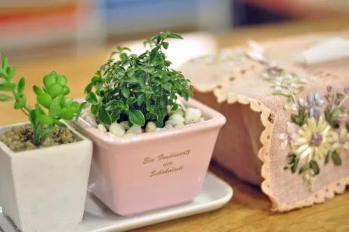 年前买回来的多肉烂根、枯萎不要扔, 这样处理就恢复健康啦!