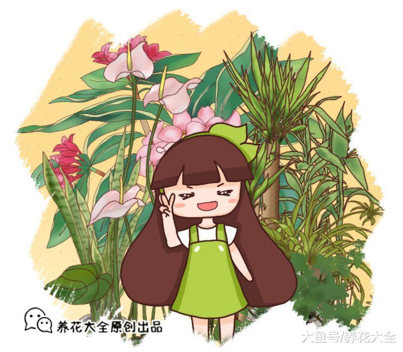 又把花养死了? 那就试试这20种, 不用打理都能活!