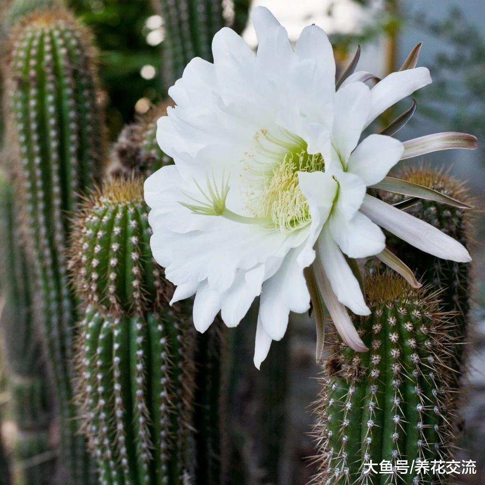 7种长相清奇的室内盆栽仙人掌, 还能在顶部开花艳丽大花