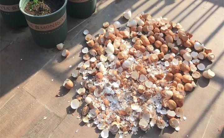 蟹爪兰盆里埋点它, 叶子肥厚油亮, 花苞止不住的冒!