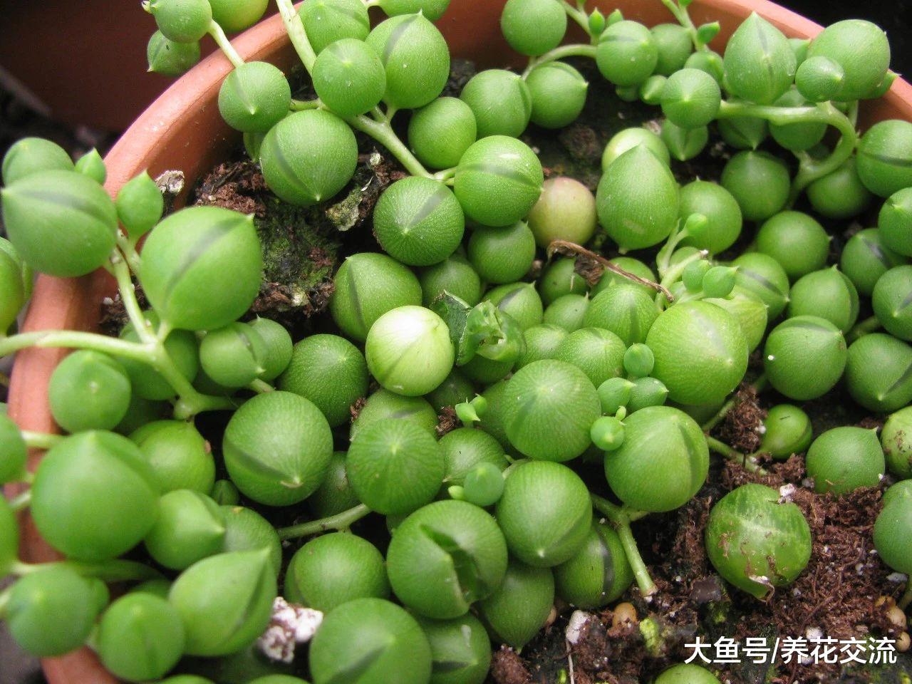 用这些技巧照顾珍珠吊兰, 每年都能开出芬芳的精致小花