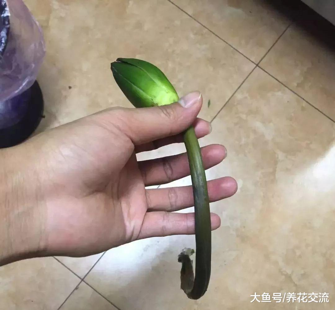 剪下来的睡莲用这些技巧能保鲜更久, 和其他的花卉的保鲜区别很大