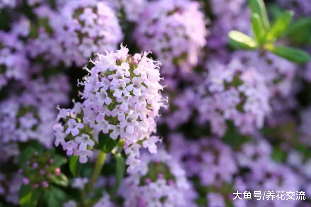 6种生长非常迅速的常绿植物, 在各种环境下都能生长旺盛