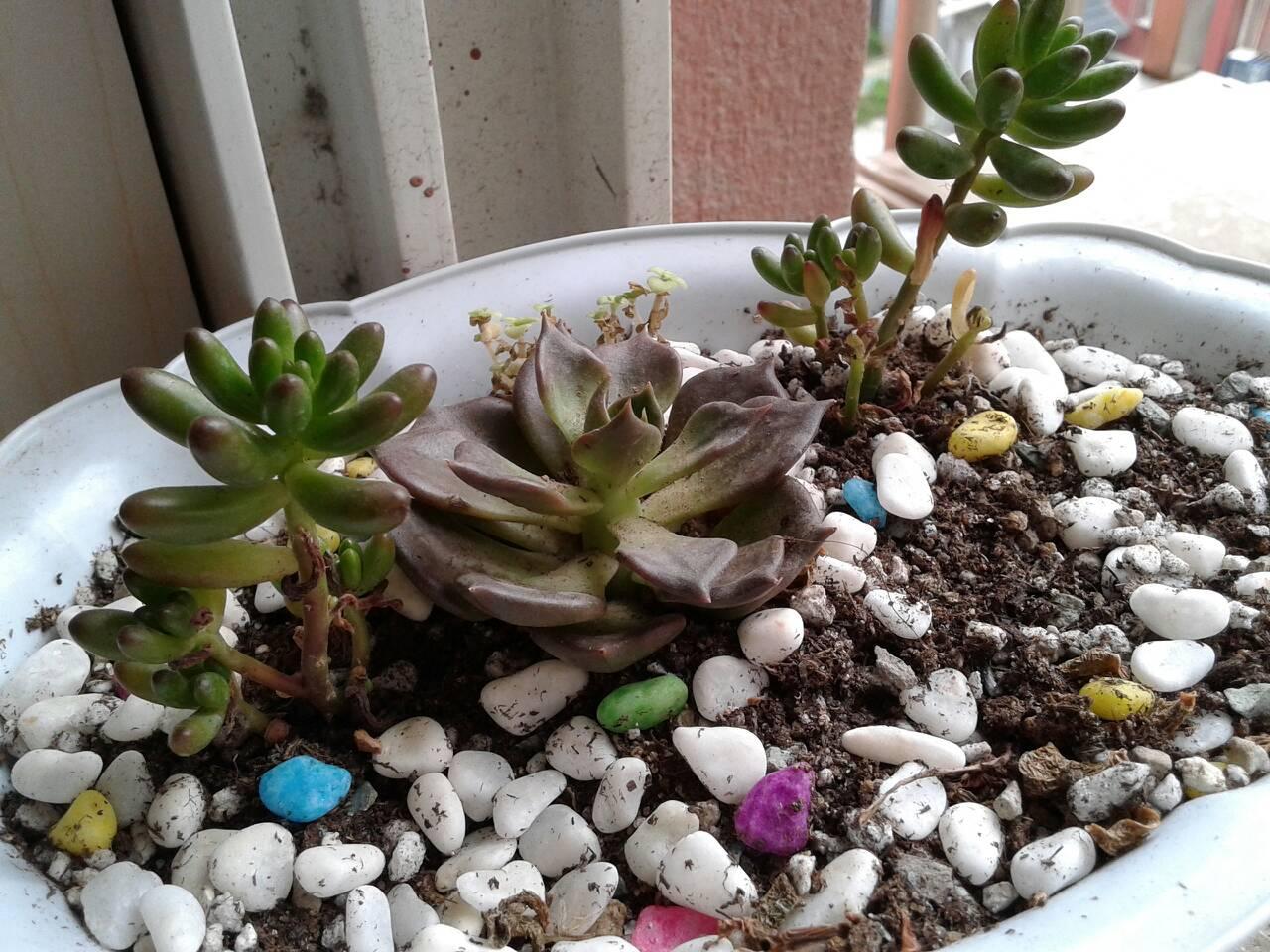 养好多肉植物选好盆, 以土壤干湿状况做标准