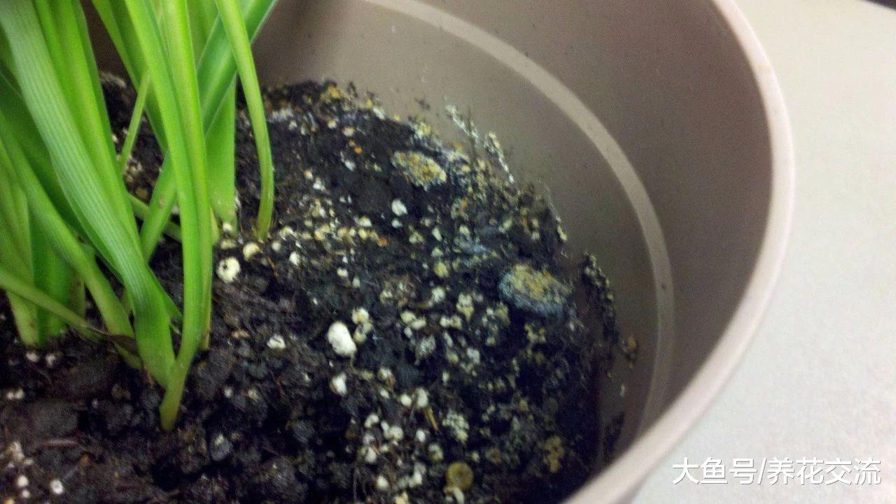 如何彻底清除室内盆栽植物里面的小白虫, 小黑飞杀不完的原因
