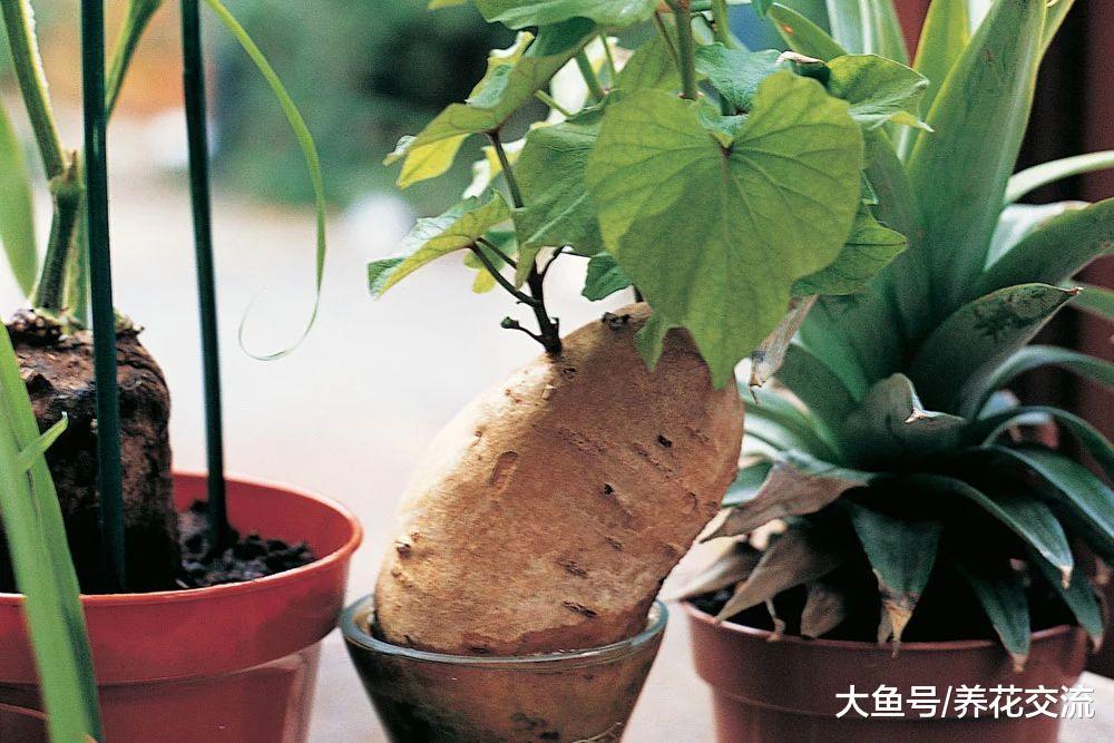 这些蔬菜头切下来不要丢, 放浅盆中就能养成新鲜盆栽