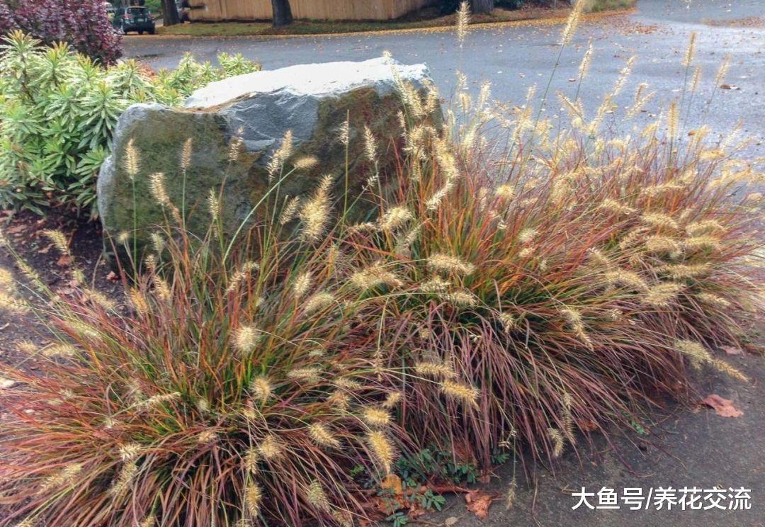 这类观赏草可以养在院子里, 作为盆栽植物就很好看