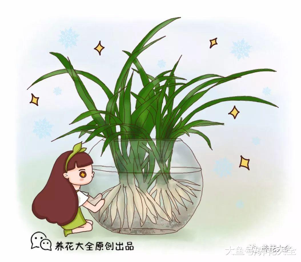吊兰养根小秘诀, 跟着花友学, 大到花盆装不下!