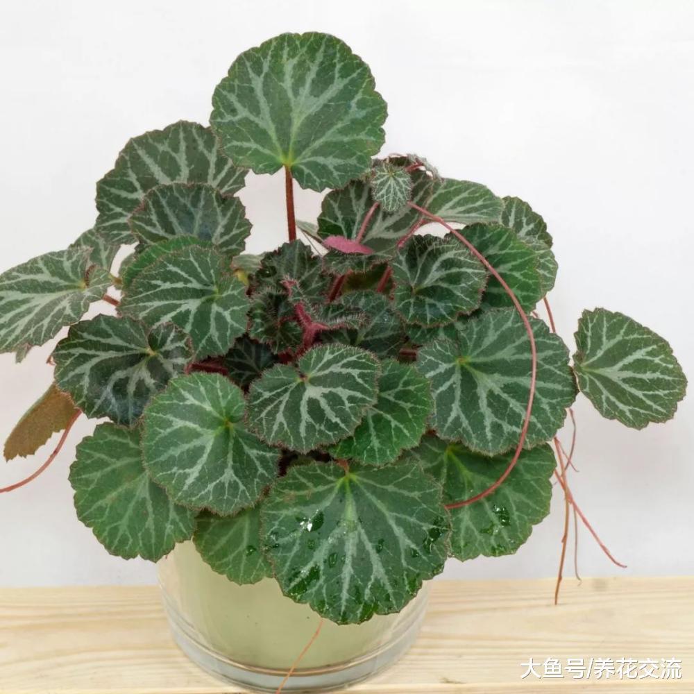 八种能在树荫下开花灿烂、生长旺盛的植物, 新手也能种出一片花园